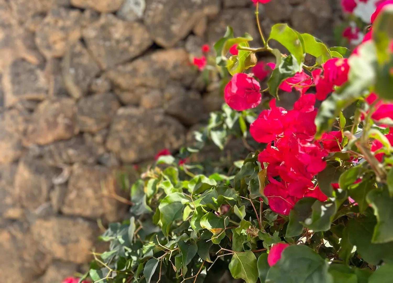 Hébergement de vacances Villa Oasis En Lanzarote à Costa Teguise